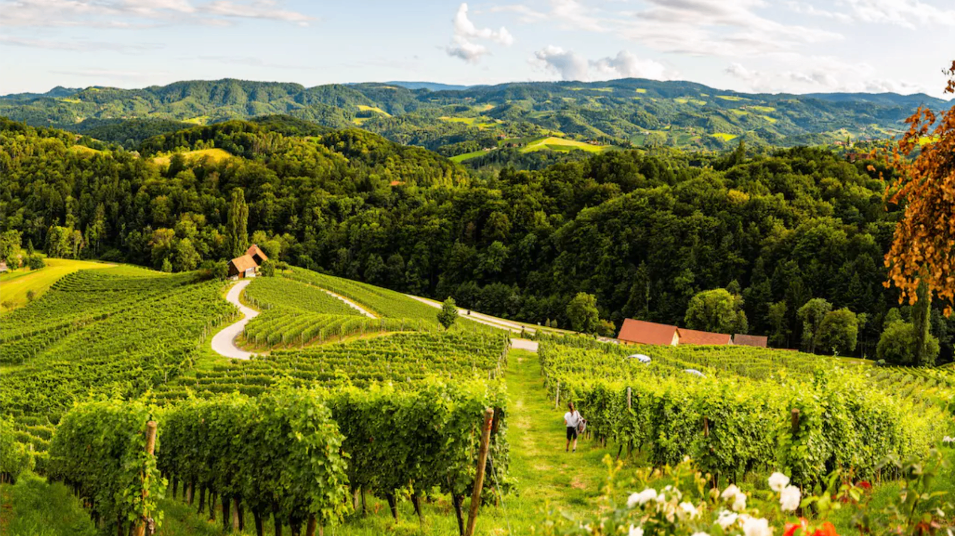 Sunlit vineyards and rolling green hills of the Raab valley in Styria, Austria